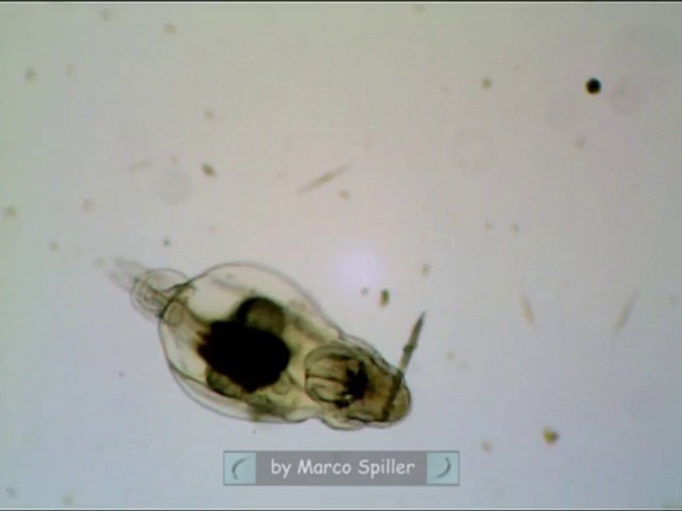 Notommata allantois