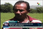 Arroz, rubro amenazado por falta de apoyo a productores panameños