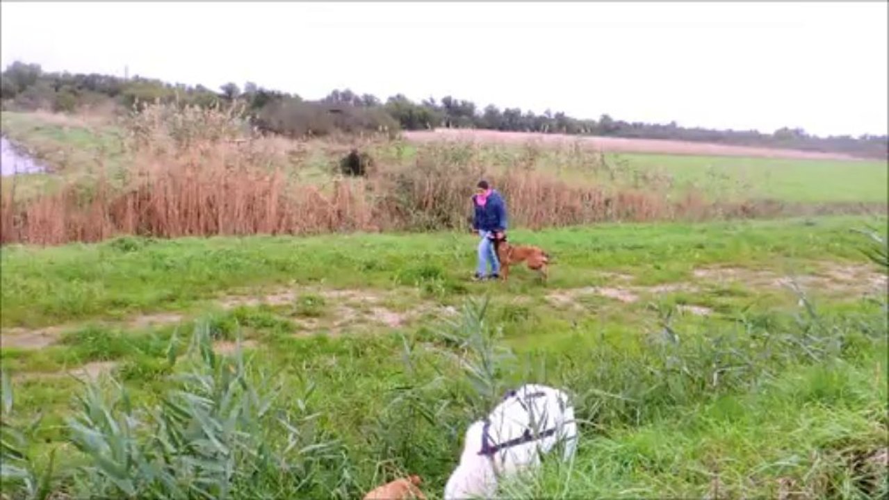 obé