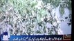 MIRPURKHAS Aaj news report on Cotton crop devastation in Sindh, by M Hashim Shar