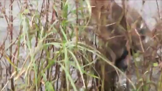 sortie baie somme avril 2014