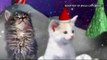 Jingle Cats - Cats Meowing Christmas Song - Silent Night