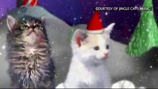 Jingle Cats - Cats Meowing Christmas Song - Silent Night