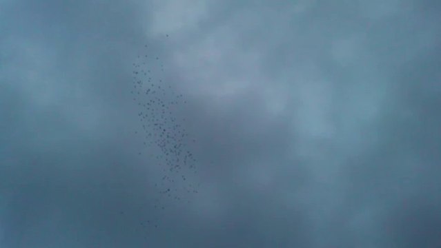 2013 Şanlıurfa Güvercin karışması 1 guvercinurfa.com