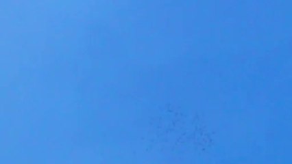 2013 Şanlıurfa Güvercin karışması 2 www.guvercinurfa.com