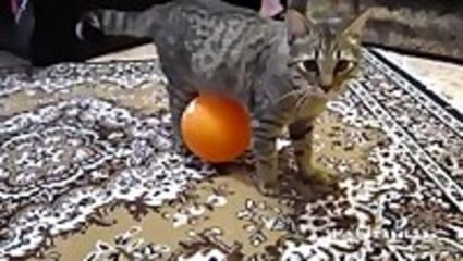 Cat, Balloon, And Electrostatics