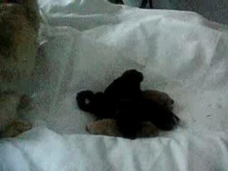 chanel et ses bébés