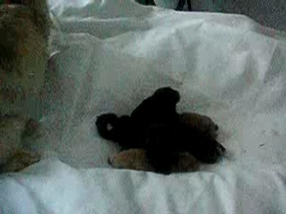 chanel et ses bébés