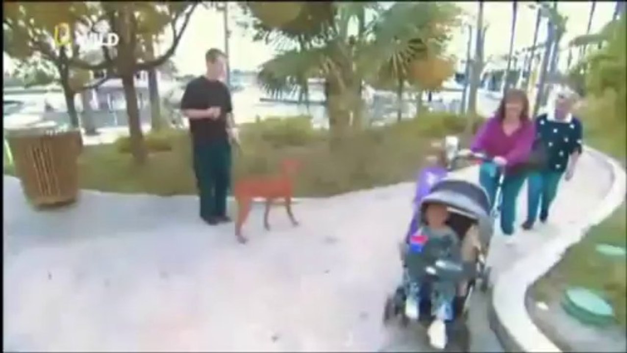 Cesar Millan S01 Ep06b D