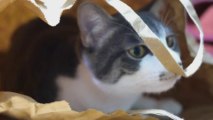 子猫のかくれんぼ♪Hide and Seek Cat,cat video,Cats and Kittens,cat25,猫ニャーゴ