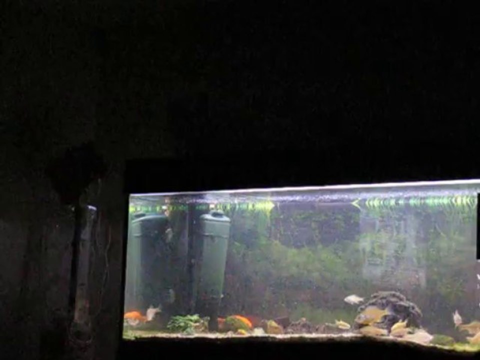 Doudou et les poissons