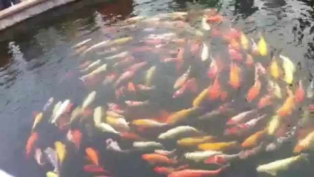 Spirale de poissons Koï fish swim in circle - very unusual sighting!