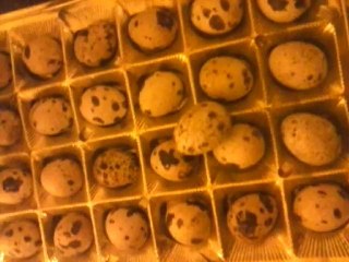 Tsunamie Œufs de Cailles