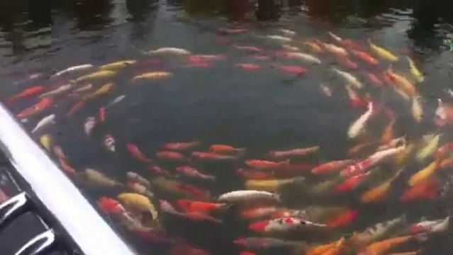 Koi fish swim in circle - very unusual sighting!