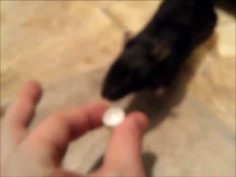 Pet Rat Drinks From Tiny Cup