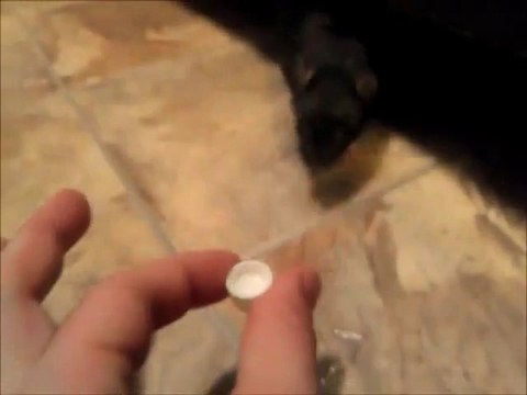 Un rat qui boit dans un mini verre. Trop mignon!