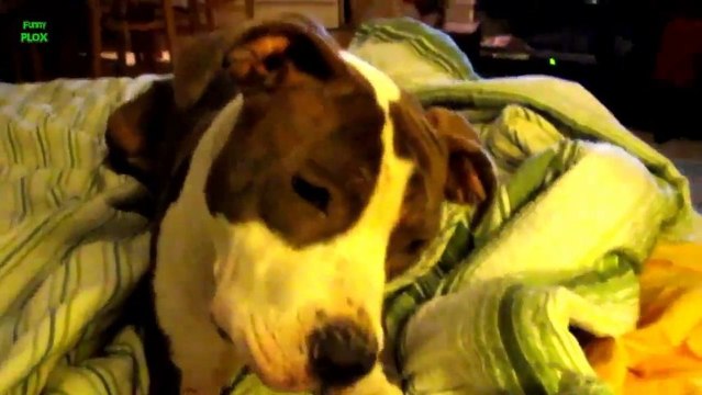 Animals snoring an Making Funny Noises Compilation