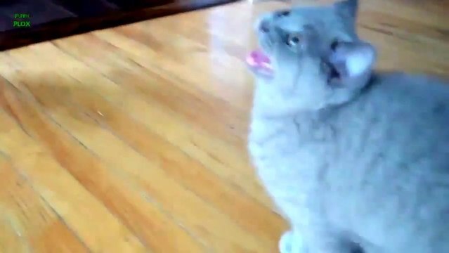 Animaux qui font des bruits bizarres... COMPILATION D'ANIMAUX MARRANTS