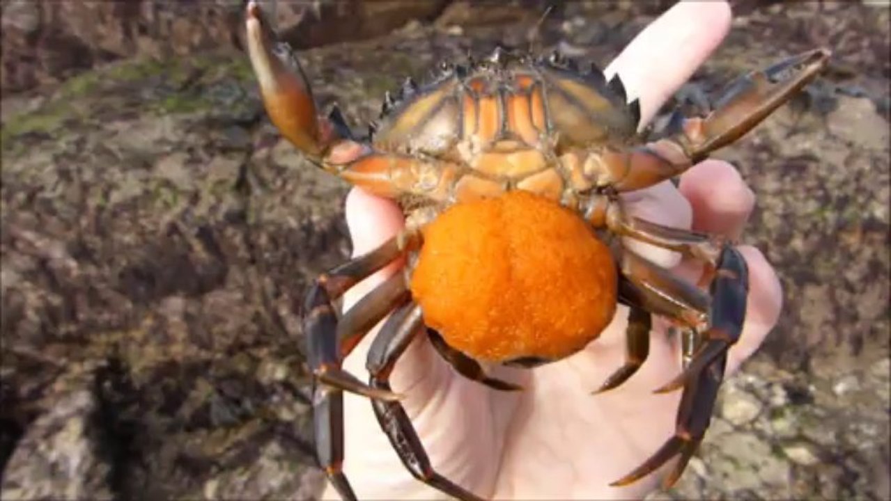 Le crabe vert femelle et sa ponte