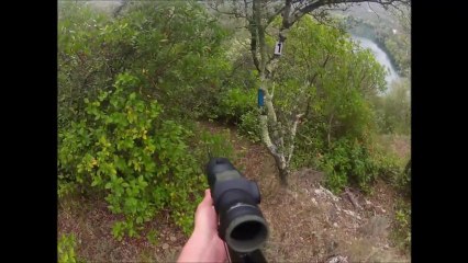 Chasse au sanglier dans l'Hérault. Causse. 2013