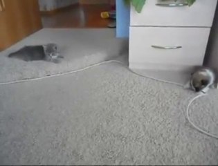 Равно-неравное противостояние