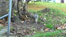 2 Squirrels 2 Walnuts