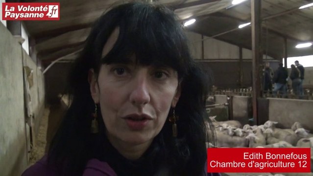 Ovins viande : des opportunités en Aveyron