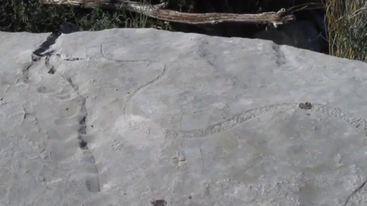 serpent de petugue
