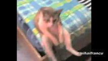 Cats Acting Like Humans Compilation