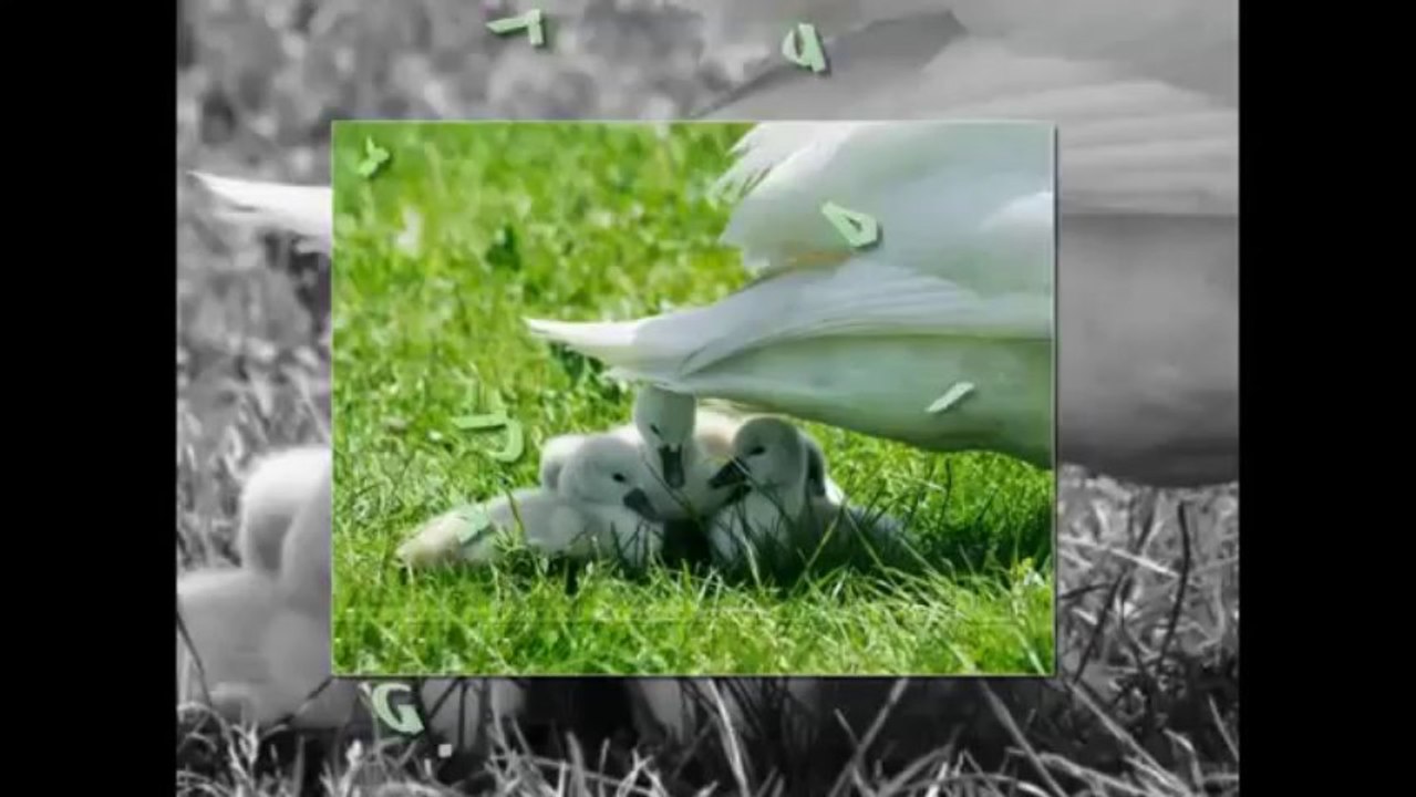 أروع مقطع عن الصلاة... شاهد شعورك اذا رن جوالك