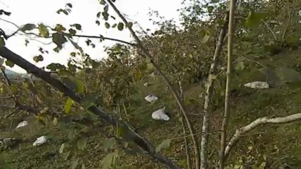 A dalının budanmış durumu