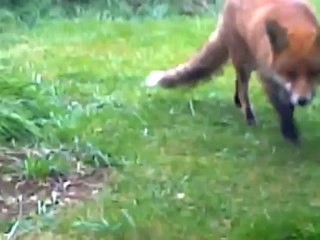 2013-04-11~ (Rolf & a cocktail sausage; Rolf & a sausage roll)