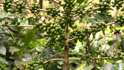 Unripe Coffee Pods in Karnataka
