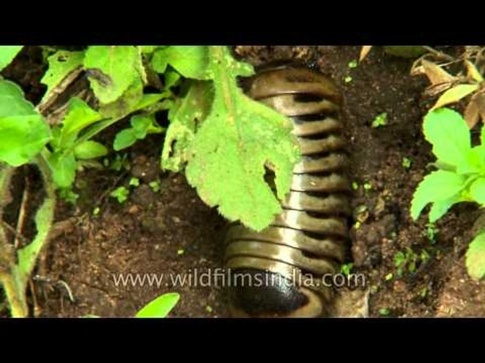 A pillbug with shiny shell crawling in the soil