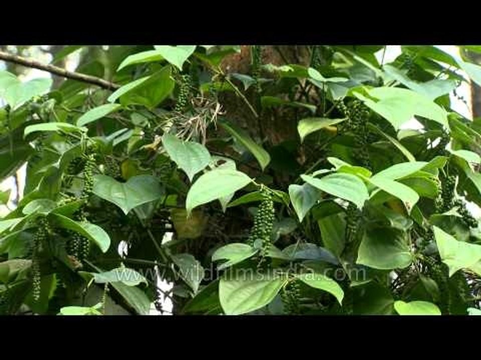 Black pepper flowering vine in Karnataka