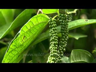 King of spices - Pepper in Karnataka