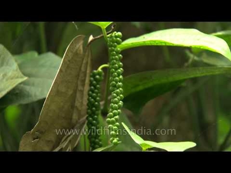 Unripe drupes of Black Pepper (Piper nigrum) in Karnataka