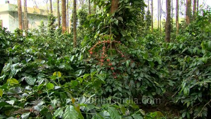 Coffee Plantations in Karnataka