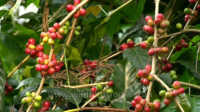Ripe coffee beans in Karnataka, India
