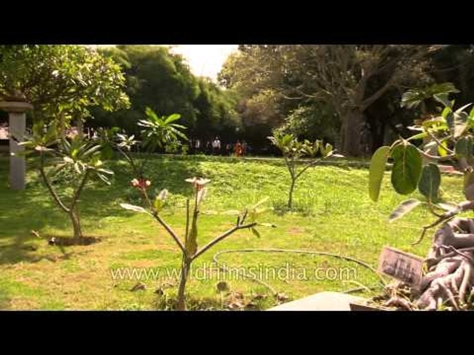 35 years old Jaquinia aculiata and Ficus benghalens