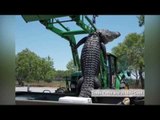 Texas teenager bags 800-pound alligator