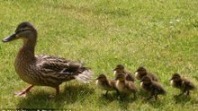 Portland police officer stops highway chase to save ducks