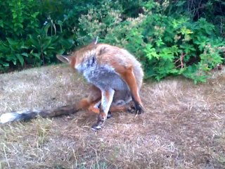 2013-07-28 Lazy Sunday with Rolf