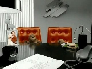 11 première pub de castor de Bell