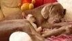 Cats sleeping with Dogs - So cute ANIMALS COMPILATION