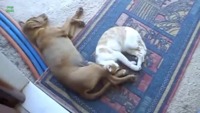 Des Chats qui font dodo avec des Chiens - Compilation d'animaux trop mignons.