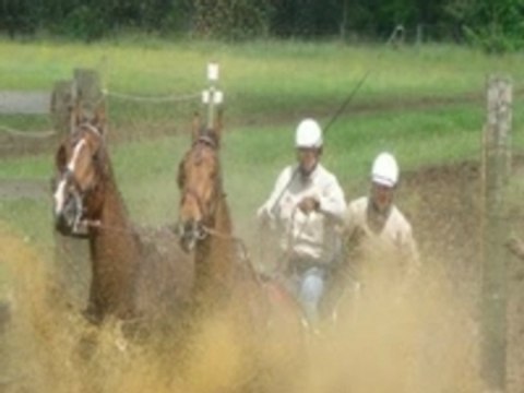 LE MARATHON DE MES AMIS LES CHEVAUX
