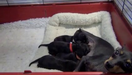 CH Witchstone Bright Star babies 19 11 2013