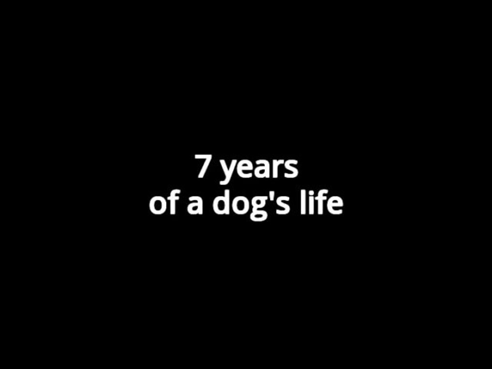 7 years of a dog's life