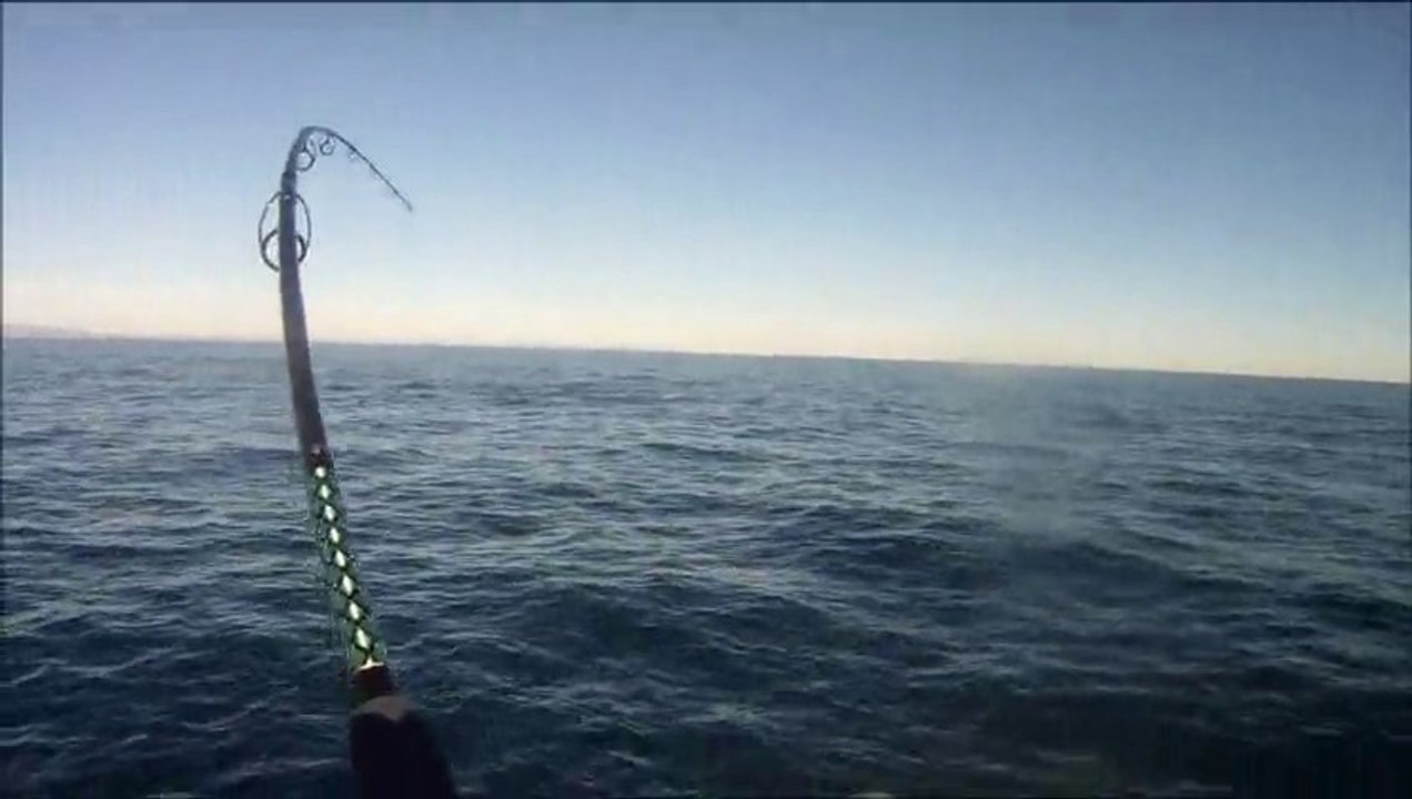 Pêche au lancer - Popper - Attaque de thon end direct